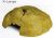 REPTIL CAVES X-LARGE