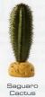 SAGUARO CACTUS - DESERT PLANTS