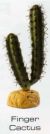 FINGER CACTUS - DESERT PLANTS