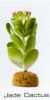 JADE CACTUS - DESERT PLANTS