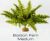 BOSTON FERN MEDIUM - RAINFOREST PLANTS