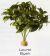 LAUREL BUSH - RAINFOREST PLANTS