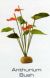 ANTHURIUM BUSH - RAINFOREST PLANTS