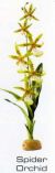 SPIDER ORCHID - RAINFOREST PLANTS