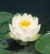 NYMPHAEA MARILACEA ALBIDA  fiore bianco