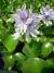 EICHORNIA CRASSIPES giacinto d'acqua