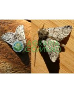 feromone_processionaria