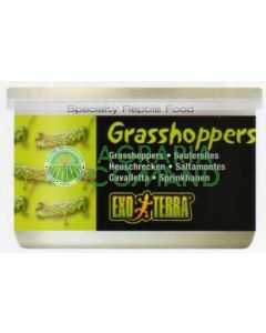 GRASSHOPPERS 34 GR. / 1.2 ONCIA - CAVALLETTE