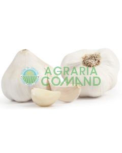 aglio bianco avorio