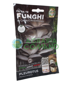 Micelio Pleurotus