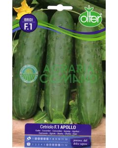 Cetriolo Apollo F.1