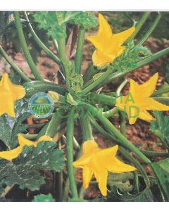 ZUCCHINO DIETARY F.1
