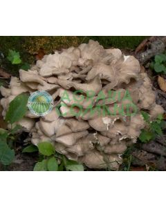 Micelio fresco fungo Maitake bottiglia lt.2,5