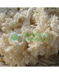 micelio Hericium
