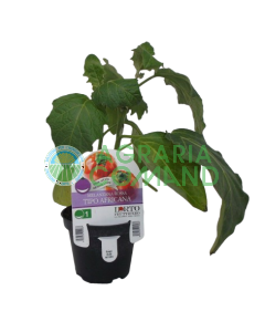 Pianta melanzana rossa tipo Africana