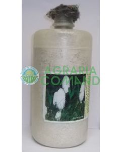 Micelio fresco Coprinus
