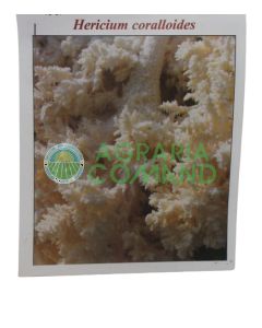Chiodi micelio Hericium Coralloides 20 pz.