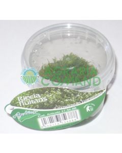 RICCIA FLUITANS LINEA CUP