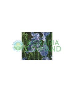 IRIS SETOSA