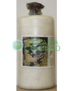 micelio fresco pleurotus