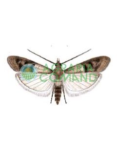 Feromone_plodia