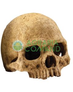 TESCHIO DI PRIMATE 