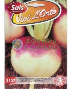 RAPA TONDA A COLLETTO VIOLA