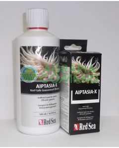 Red sea Aiptasia