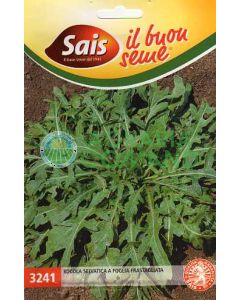 Rucola selvatica