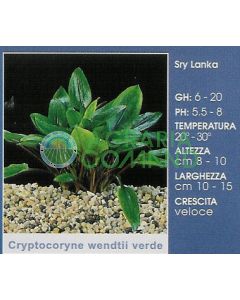CRYPTOCORYNE WENDTII VERDE
