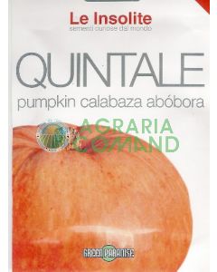 ZUCCA QUINTALE A SEME GIALLO