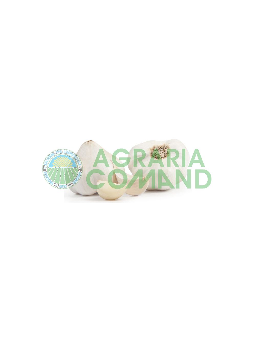 aglio bianco avorio