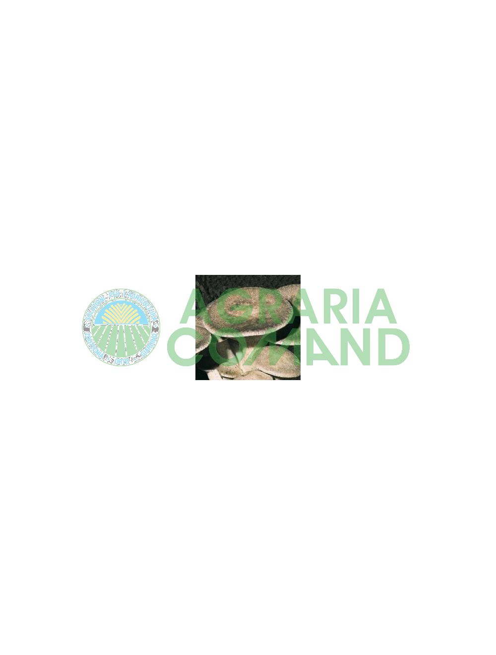balla funghi cardoncello