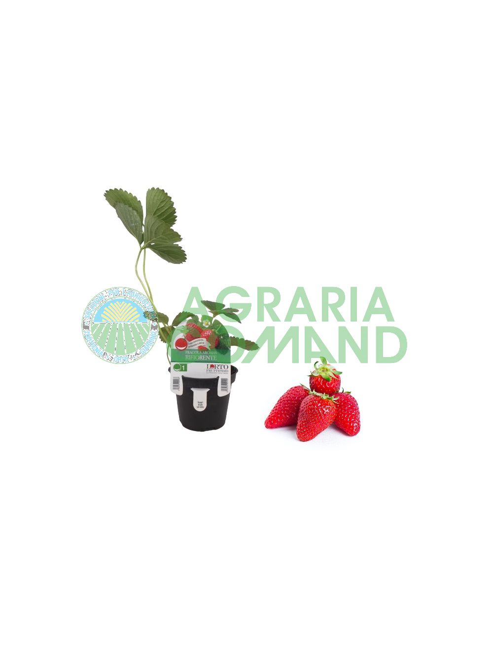 Pianta fragola Aromas