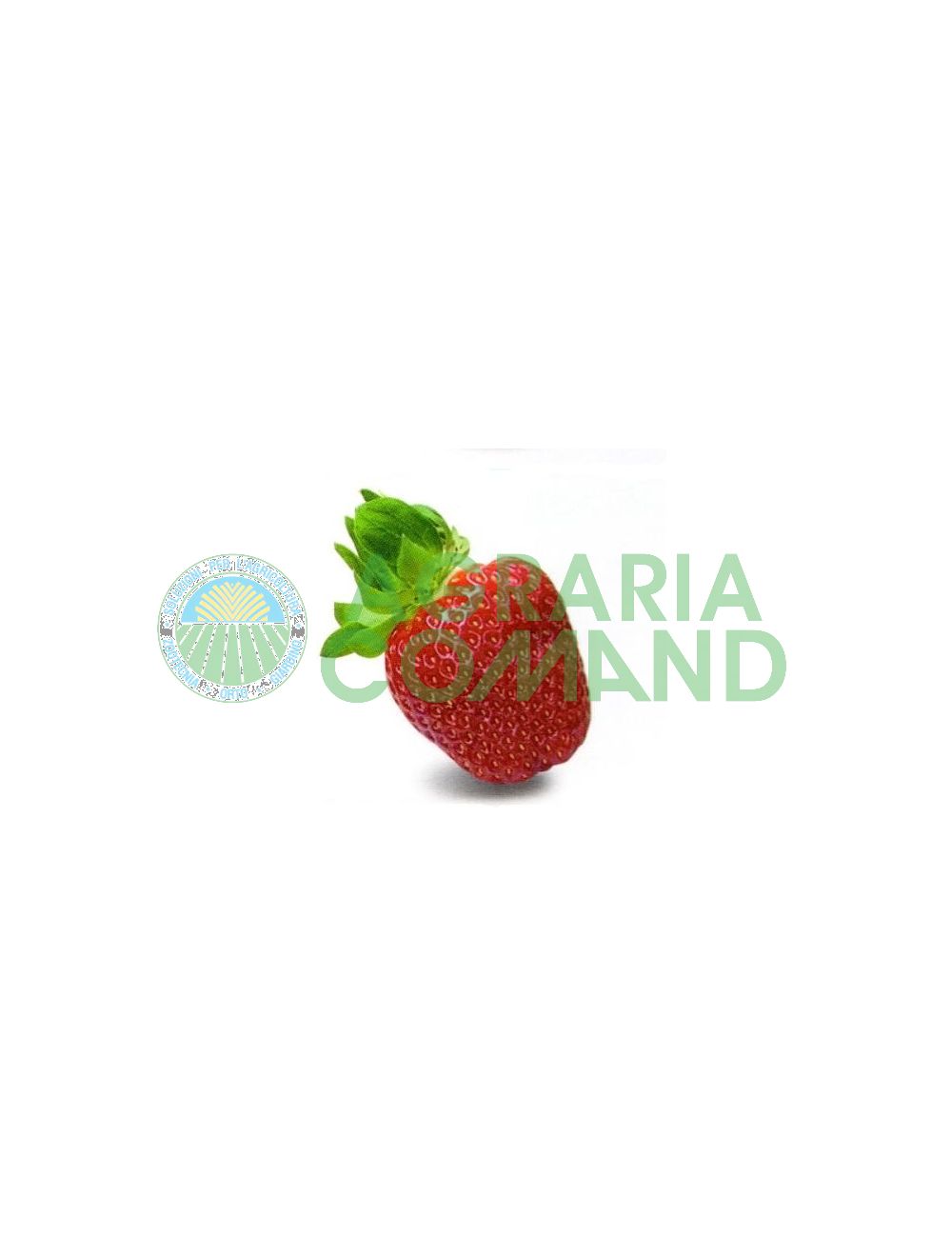 Fragola Dulcinea