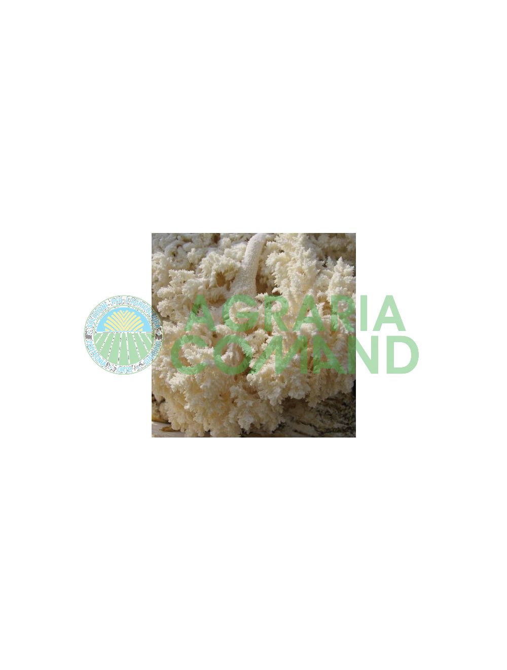 micelio Hericium micelio Hericium