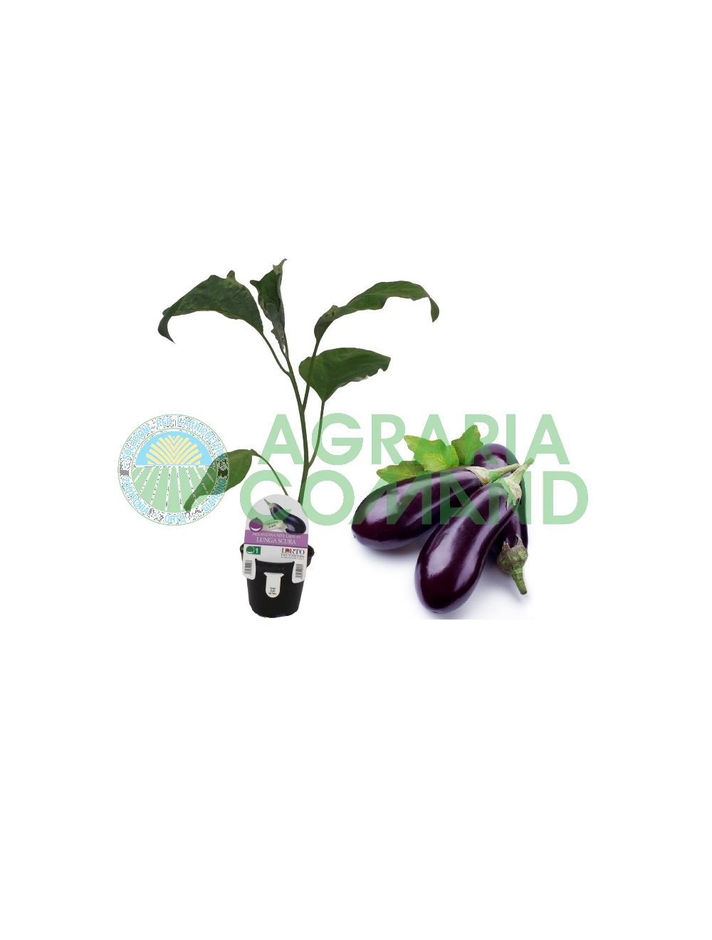 Pianta melanzana lunga scura