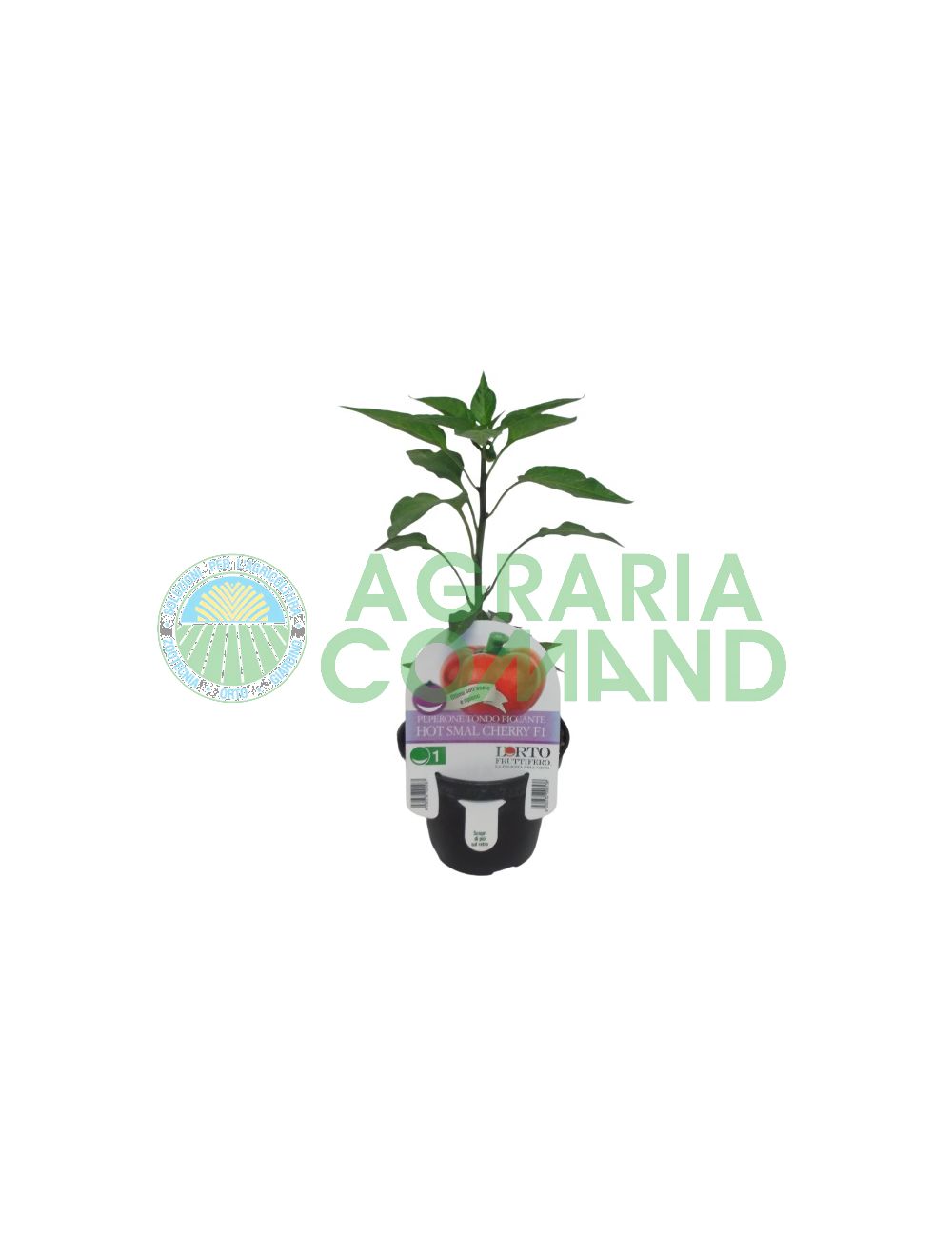 Pianta peperone piccante Hot Smal Cherry
