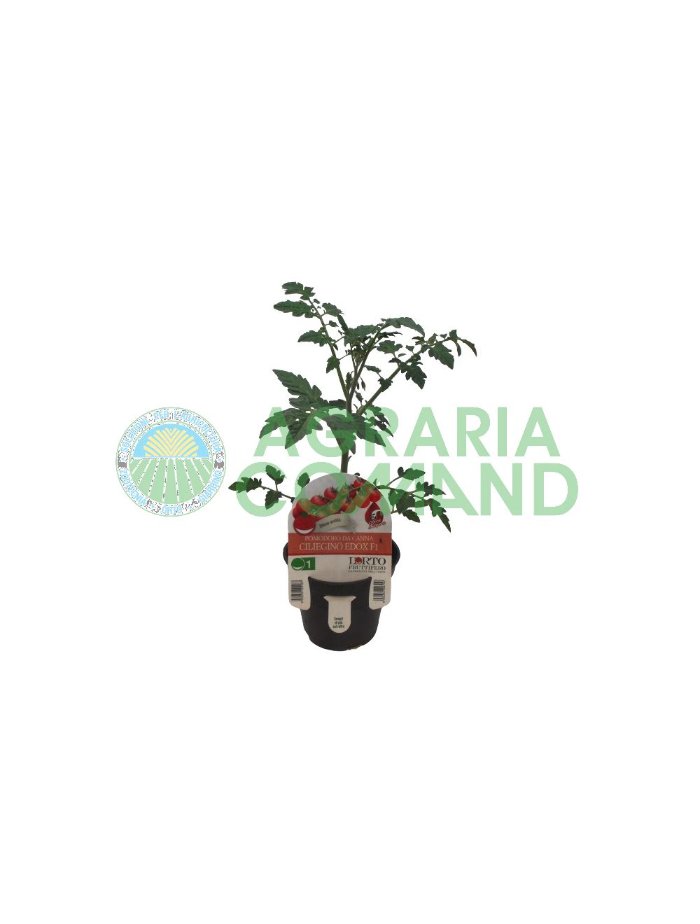 Pianta pomodoro Ciliegino