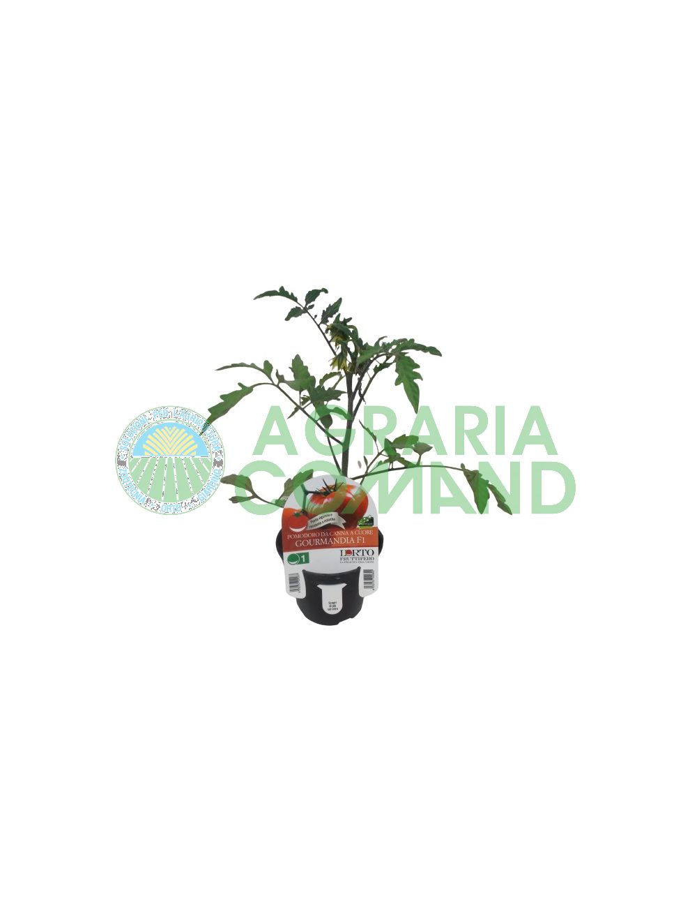 Pianta pomodoro a cuore Gourmandia