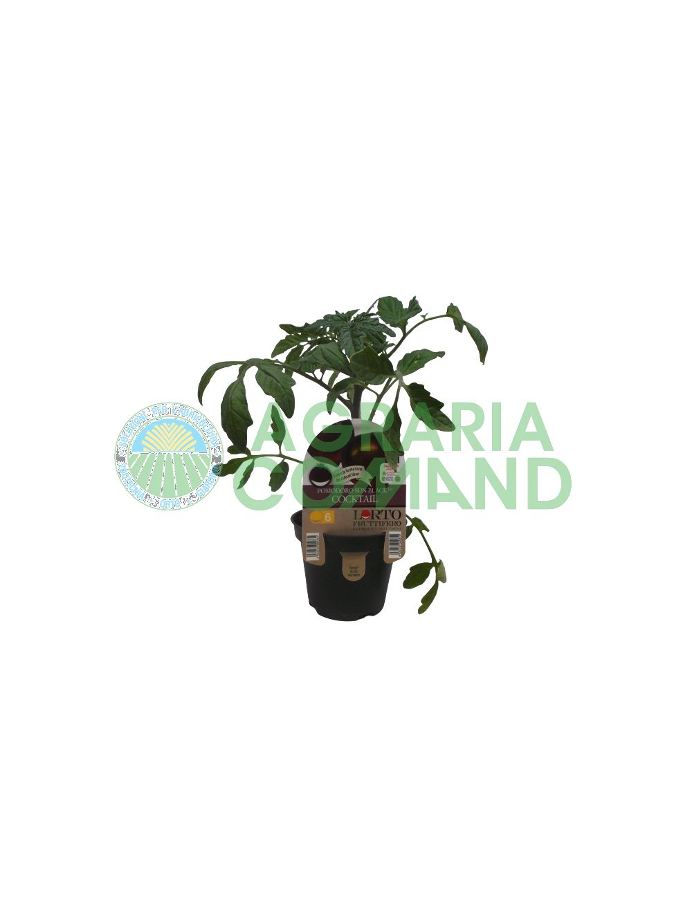 Pianta Sun Black Cocktail