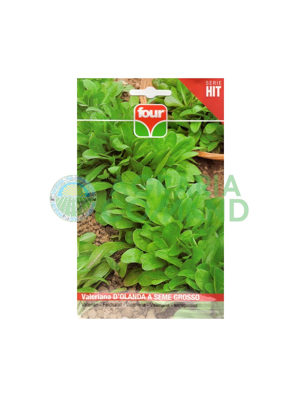 Valeriana d'olanda a seme grosso