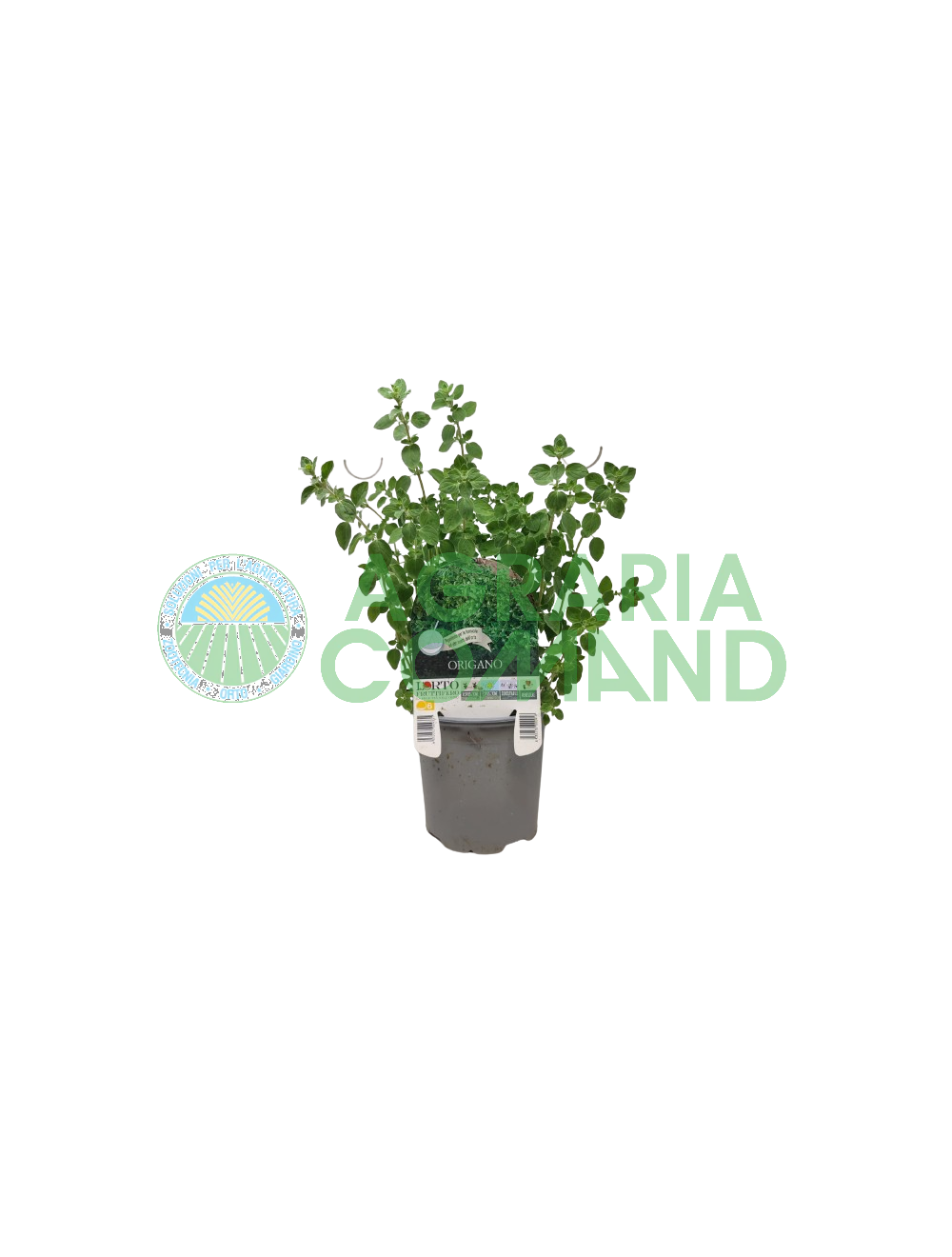 Origano in vaso per orto da balcone