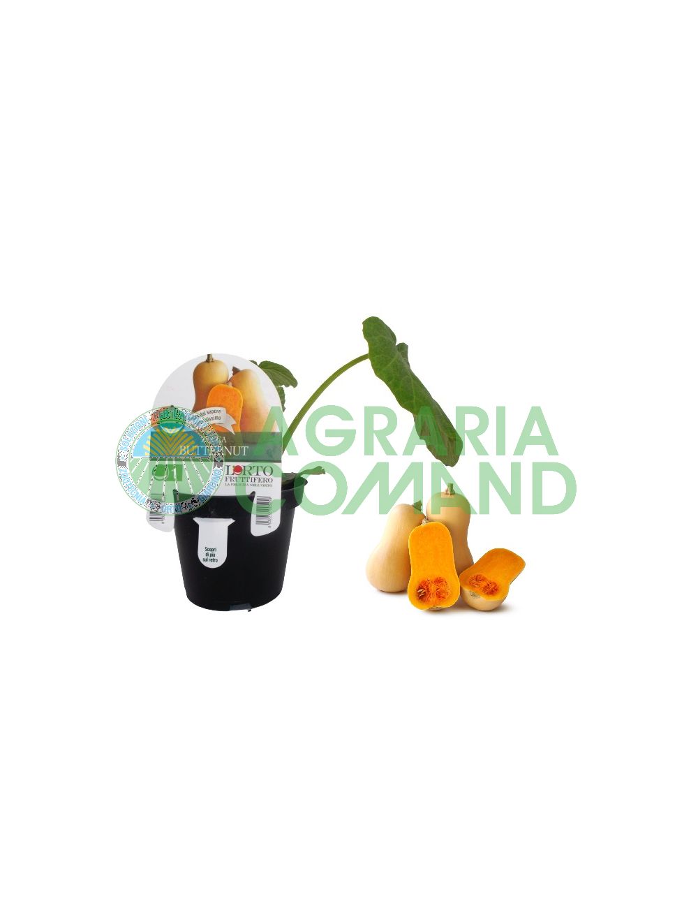 Pianta zucca Butternut
