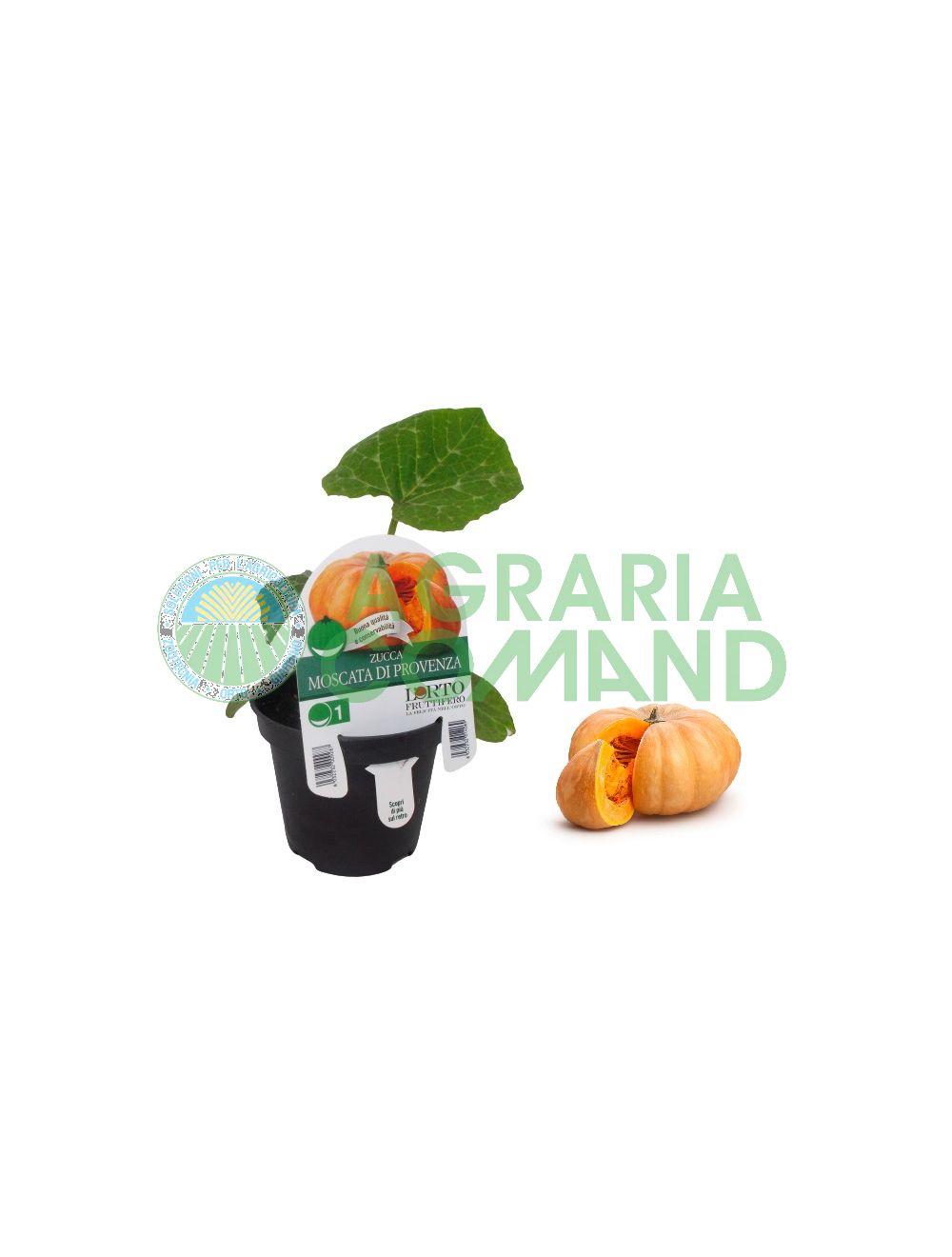 Pianta zucca Moscata di Provenza