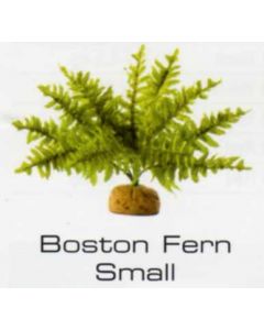 BOSTON FERN SMALL - RAINFOREST  PLANTS