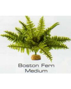 BOSTON FERN MEDIUM - RAINFOREST PLANTS