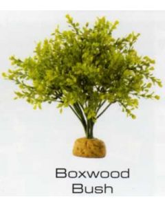 BOXWOOD BUSH - RAINFOREST PLANTS