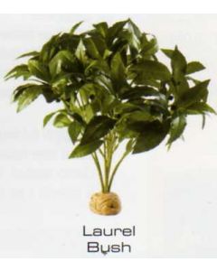LAUREL BUSH - RAINFOREST PLANTS