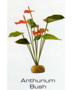 ANTHURIUM BUSH - RAINFOREST PLANTS